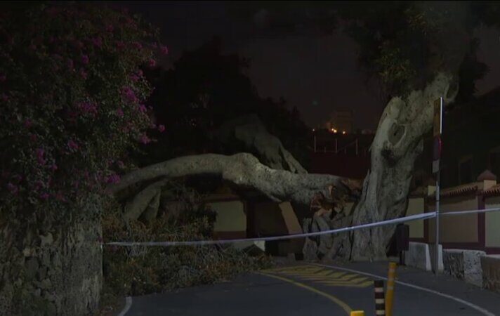 Cae en Gran Canaria el emblemático 'Árbol bonito'