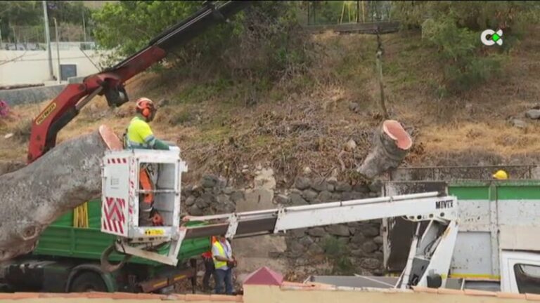 Los vecinos de San Juan, en Gran Canaria, dicen adiós al ‘árbol bonito’