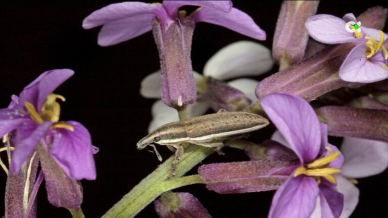 Hallan una nueva especie de insecto en el Parque Nacional del Teide