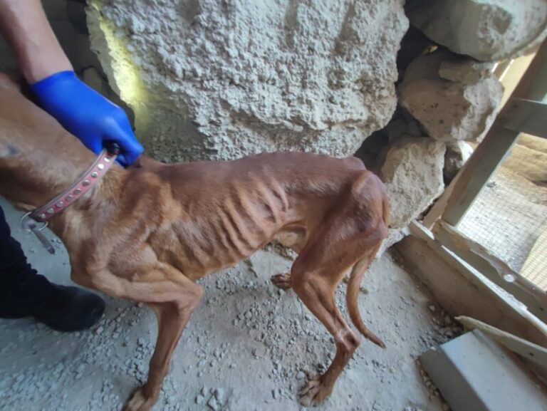 8 meses de cárcel por maltrato animal