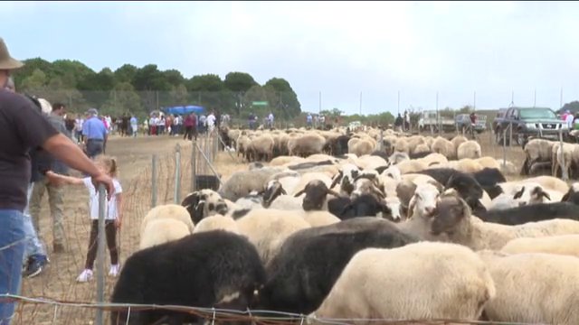 El Hierro celebra su feria ganadera por excelencia, La Apañada 2023