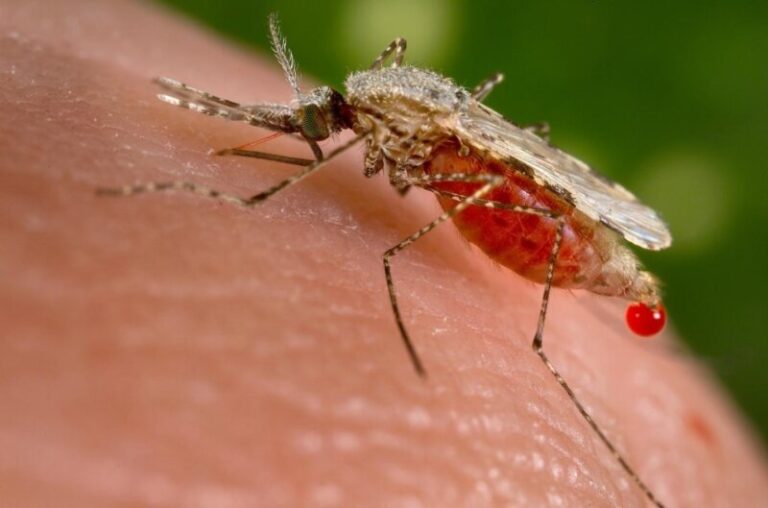 Confirmados en EEUU los primeros casos de malaria transmitidos localmente en dos décadas