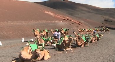 Lanzarote Camellos