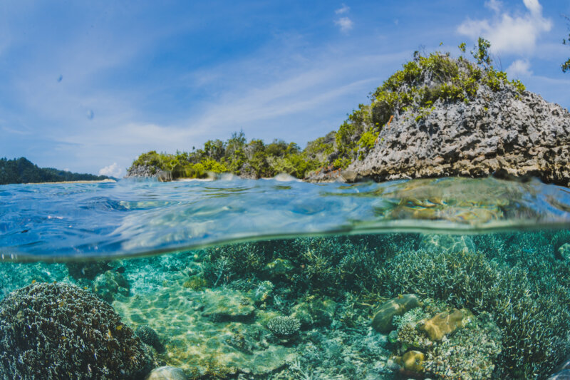 Ocho Organizaciones No Gubernamentales piden al Estado mayor conservación del océano con planes coherentes sobre los espacios marinos protegidos, EMP