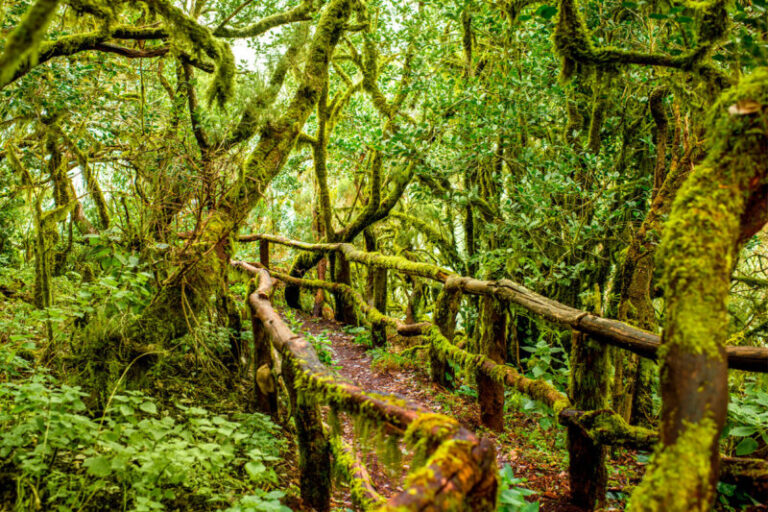 Construir el bosque del futuro