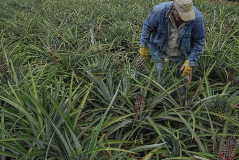 Un investigador internacional visita los cultivos de piña tropical en El Hierro
