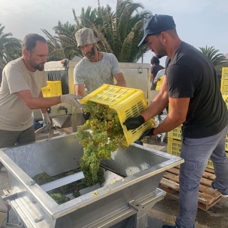 Lanzarote inicia la vendimia