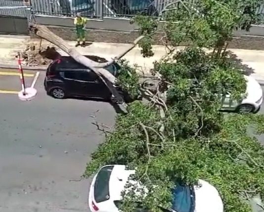Cae un árbol en la calle Garcilaso de la Vega en Santa Cruz de Tenerife