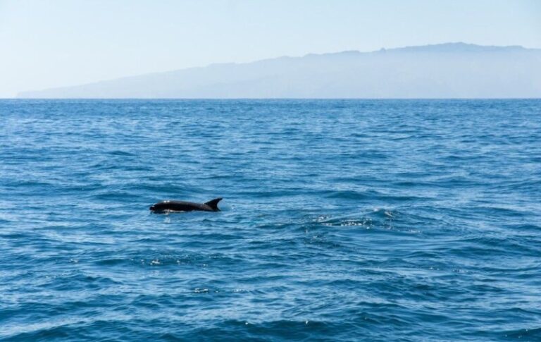 En el Día Mundial de las Ballenas y los Delfines se tiene como objetivo frenar su caza
