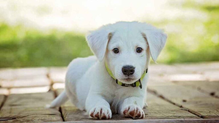 Aumentan las consultas en los veterinarios debido a golpes de calor en los animales