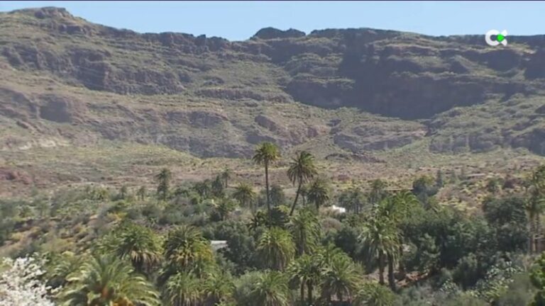 La falta de lluvias pone en peligro la palmera canaria