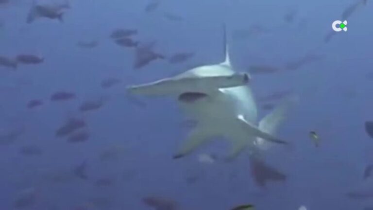 Avistan dos tiburones martillos en la playa de Patalavaca, Gran Canaria