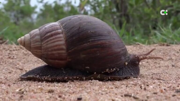 Alertan de la presencia del caracol gigante africano en Canarias