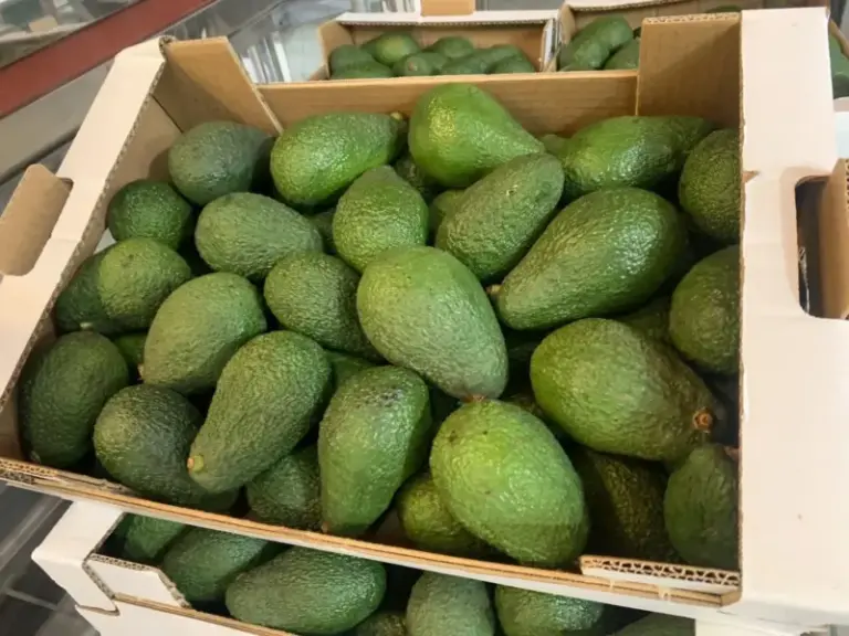Investigadas 14 personas relacionadas con el robo de aguacates durante 2024 en Tenerife