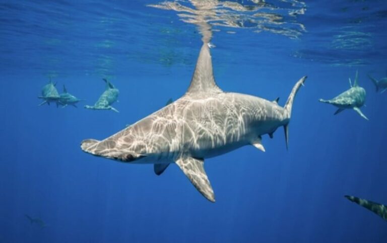 Avistan de nuevo dos tiburones martillo en Las Canteras