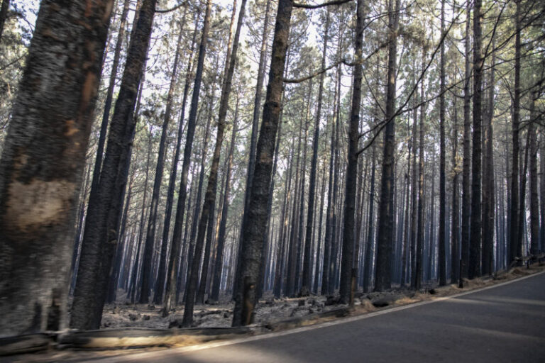 Dávila pide sensatez y que no se entre en el perímetro del incendio de Tenerife, ya que sigue activo