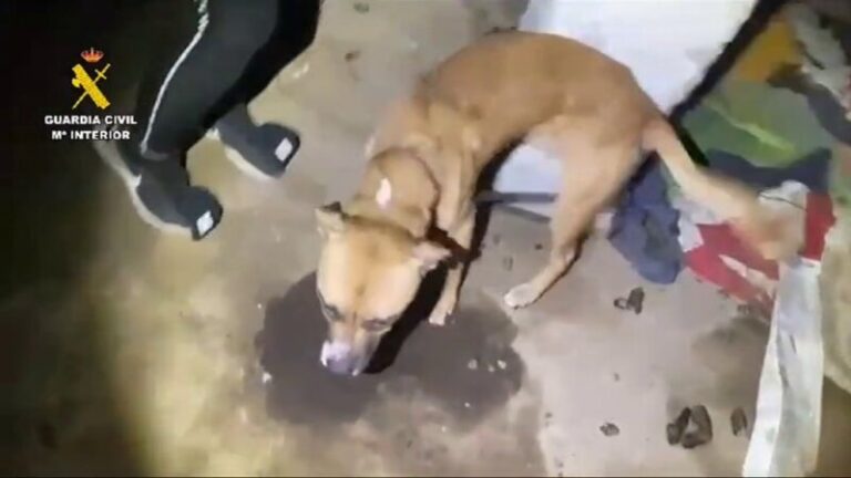 Investigan a una mujer por maltrato animal con dos perros muertos y uno en mal estado