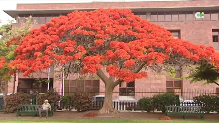 Denuncian la tala de árboles en San Sebastián de La Gomera