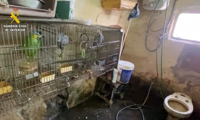 Hallan una finca en Ingenio con más de 70 animales en malas condiciones