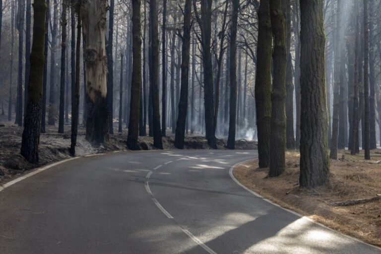 El incendio de Tenerife podría haber afectado a más de 60 especies protegidas