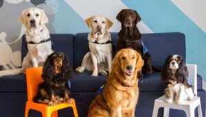 La consejera de Turismo y Empleo visita en Telde el primer PFAE de instructores de perros de asistencia en Canarias