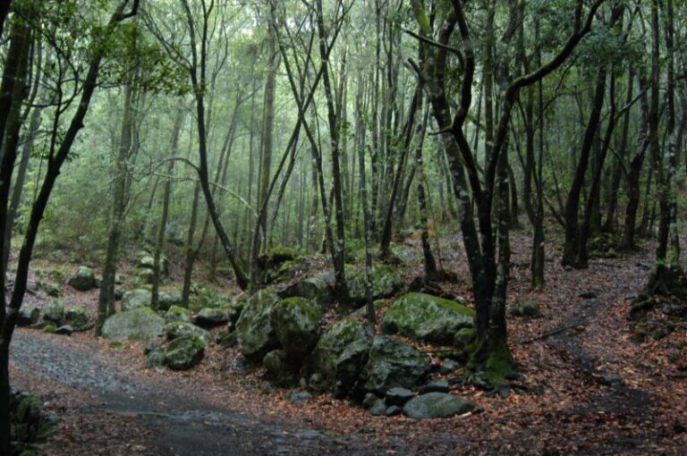 Canarias tiene como objetivo modificar la ley de cambio climático