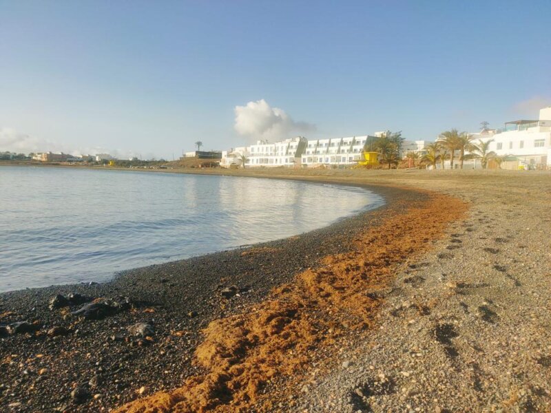 Playas en Puerto del Rosario con algas / Ayuntamiento de Puerto del Rosario