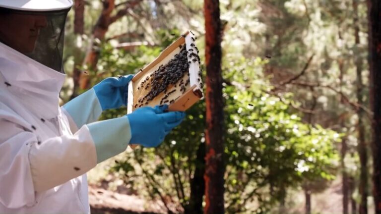 Los apicultores no tienen miel para cubrir la demanda de la población