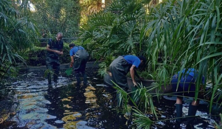 Anguilas contra los cangrejos de río en el parque García Sanabria