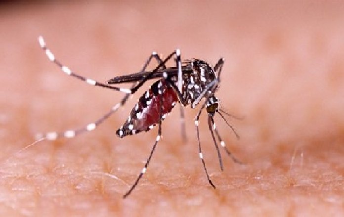 Canarias tiene unas condiciones óptimas para que se asiente el mosquito tigre