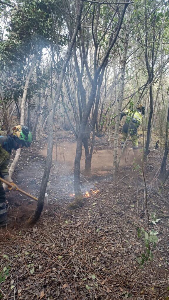 Trabajos suelo incendio Tenerife