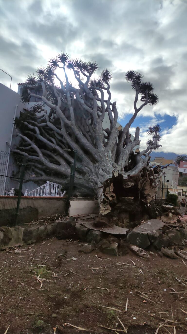 Retiran el drago que cayó sobre una casa en La Orotava