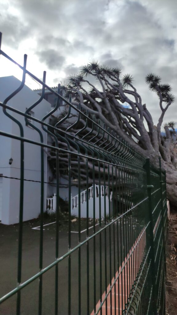 Imagen de la caída de un drago sobre una casa en La Orotava. Foto de Antonio Xuárez