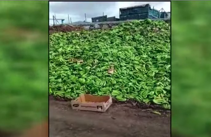 Pica de plátanos en La Palma
