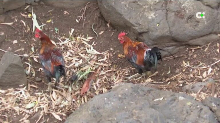 La odisea de vivir con 40 gallinas en tu casa