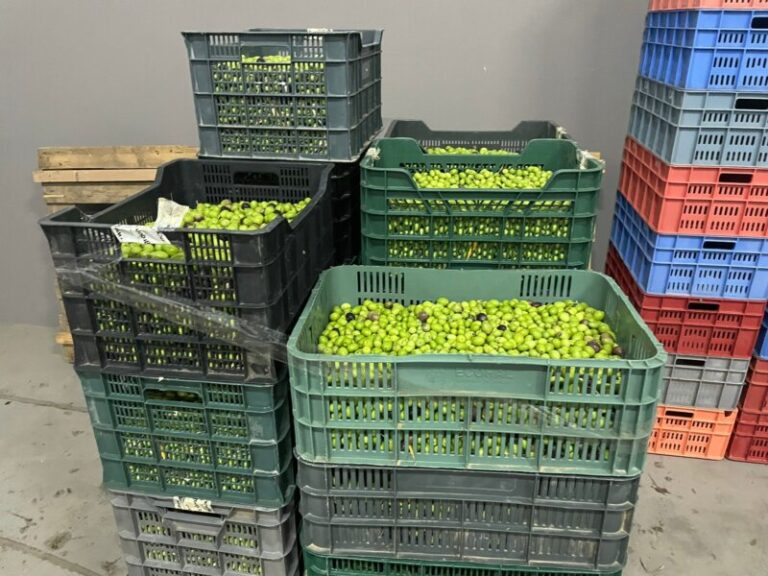 Fuerteventura produce más de 20.000 litros de aceite de oliva
