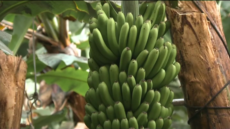 Investigan una empresa que vendía toneladas de banana como plátano de Canarias