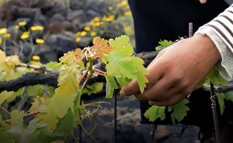 ‘Punto de partida’ emite un reportaje sobre los vinos canarios