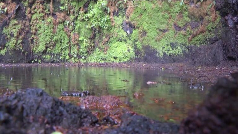 Se investiga el vertido de litros de aceite de coche en un canal del norte de Tenerife