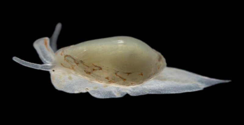 A 50 metros de profundidad en un fondo de rodolitos en la Punta de la Rasca, en Tenerife, buzos de la Academia Finlandesa de Buceo Científico han recolectado siete ejemplares vivos de una nueva especie de molusco marino, el 'Granulina nekton', cuya concha es más ancha que la del resto de sus congéneres en el archipiélago canario. Imagen cedida por Leopoldo Moro, uno de los autores del descubrimiento. EFE/Leopoldo Moro