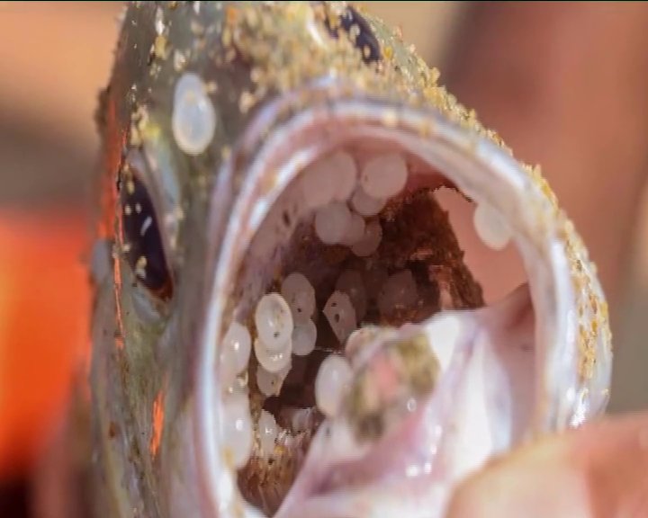 La Cofradía Nacional de Pescadores pide precaución ante los bulos sobre el vertido de pellets en el norte de la Península