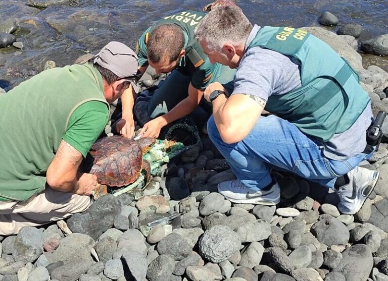 Vuelta al mar de dos tortugas caretta caretta en Gran Canaria