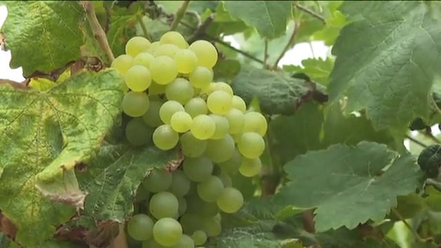 El Cabildo de El Hierro convoca ayudas para el sector vitícola