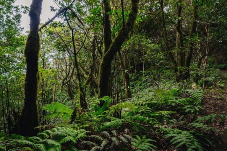 El Cabildo de Tenerife aprueba el céntimo forestal