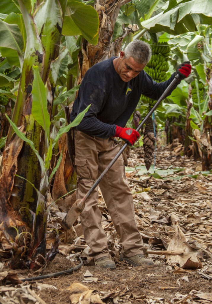 Imagen trabajador en una finca de platanera