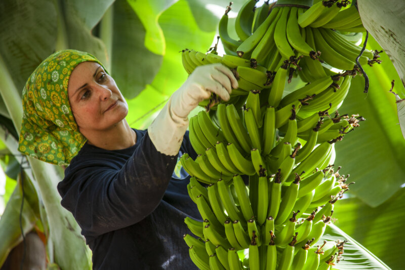 Imagen trabajadora en una finca de platanera