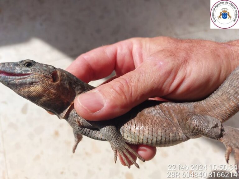 Descubren la presencia de un lagarto gigante de Gran Canaria en una finca de Fuerteventura