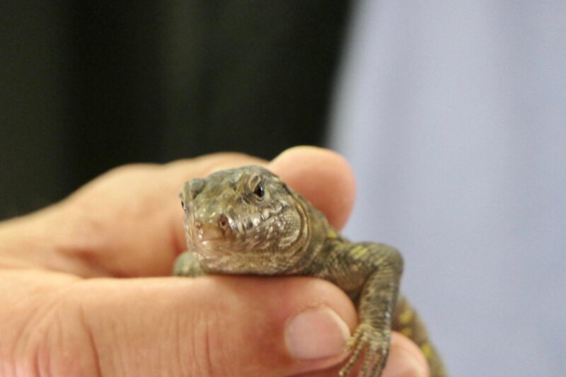 Lagarto gigante de El Hierro / Archivo Cabildo El Hierro
