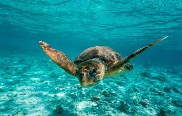 ‘Punto de partida’ alerta sobre el aumento de especies en peligro de extinción en Canarias