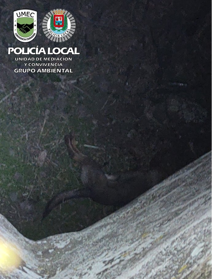Imagen del hallazgo del perro. Foto cedida por la Policía Local de Las Palmas de Gran Canaria